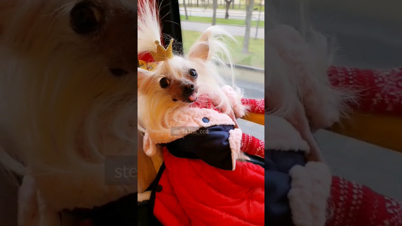 🐾Кто создал тебя такого?🐾(китайская хохлатая мини)