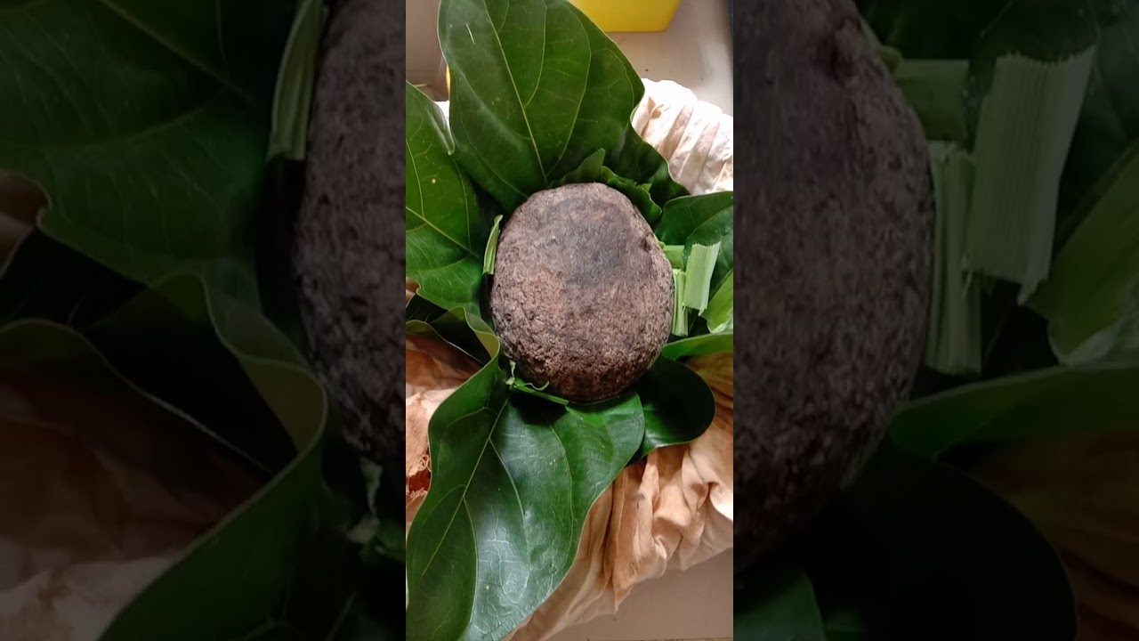 Tungku herba 