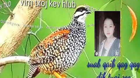 Suab noog qeb qag qag quaj zoo heev li tưb cuab tuaj zoo heev nawb