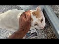 Ozzy and I Are in Love! He Doesn&#39;t Eat When I Leave! - Takis Shelter
