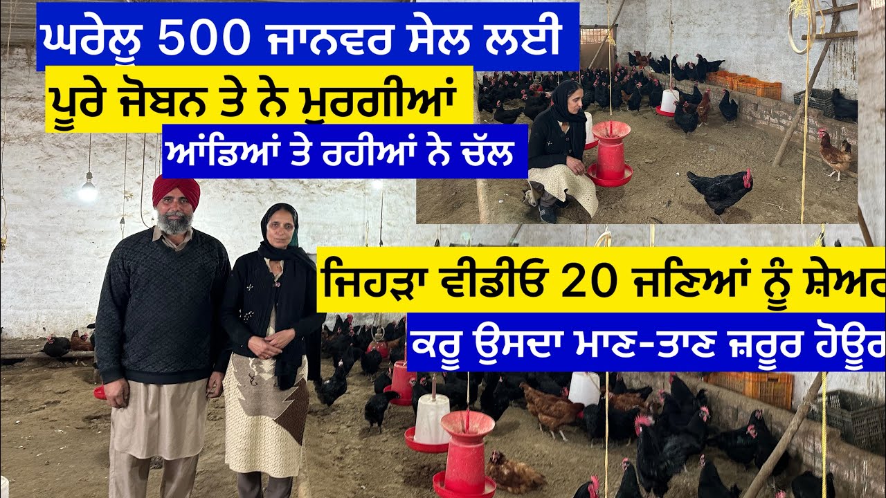ਘਰੇਲੂ 500 ਜਾਨਵਰ ਸੇਲ ਲਈ ਪੂਰੇ ਜੋਬਨ ਤੇ ਆਂਡਿਆਂ ਤੇ ਚੱਲ ਰਹੀਆਂ ਮੁਰਗੀਆਂ, ਜਿਹੜਾ ਵੀਡੀਓ ਸ਼ੇਅਰ ਕਰੂ ਉਸਦਾ ਮਾਣ-ਤਾਣ…