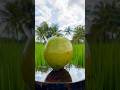 Super Aesthetic Coconut Cutting #fruitcutting #aesthetic #asmr #viralshort #asmr