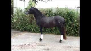 Lanzado De Niaster Novembre 2014