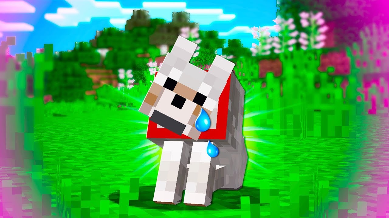 Can YOU Save This PUPPY YouTube