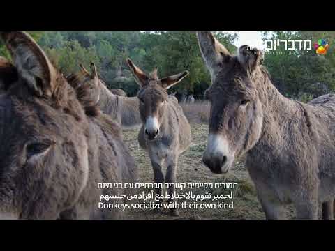 הכר את החיה חמור הבית 