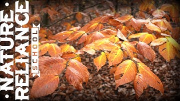 Introduction to Tree Identification