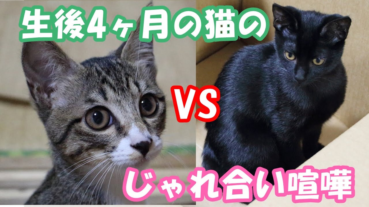 生後4ヶ月の猫のじゃれ合い喧嘩 Youtube