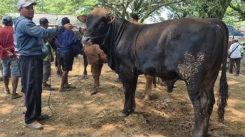 13.500‼️PEGON SUPER HARGA SIANG MURAH MERIAH | Pasar Sapi Jatirogo
