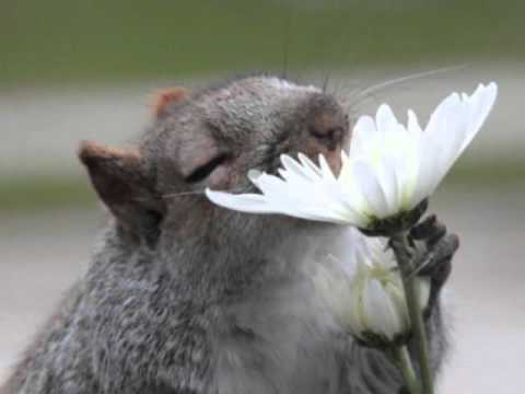 Stop and smell the roses quotes