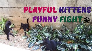 Funny Kittens Fighting! Cute Kittens Funny Fight! Little Kittens Playing! Funny Cats and Animals!