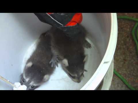 Como chegar Racoon Fora de Muros