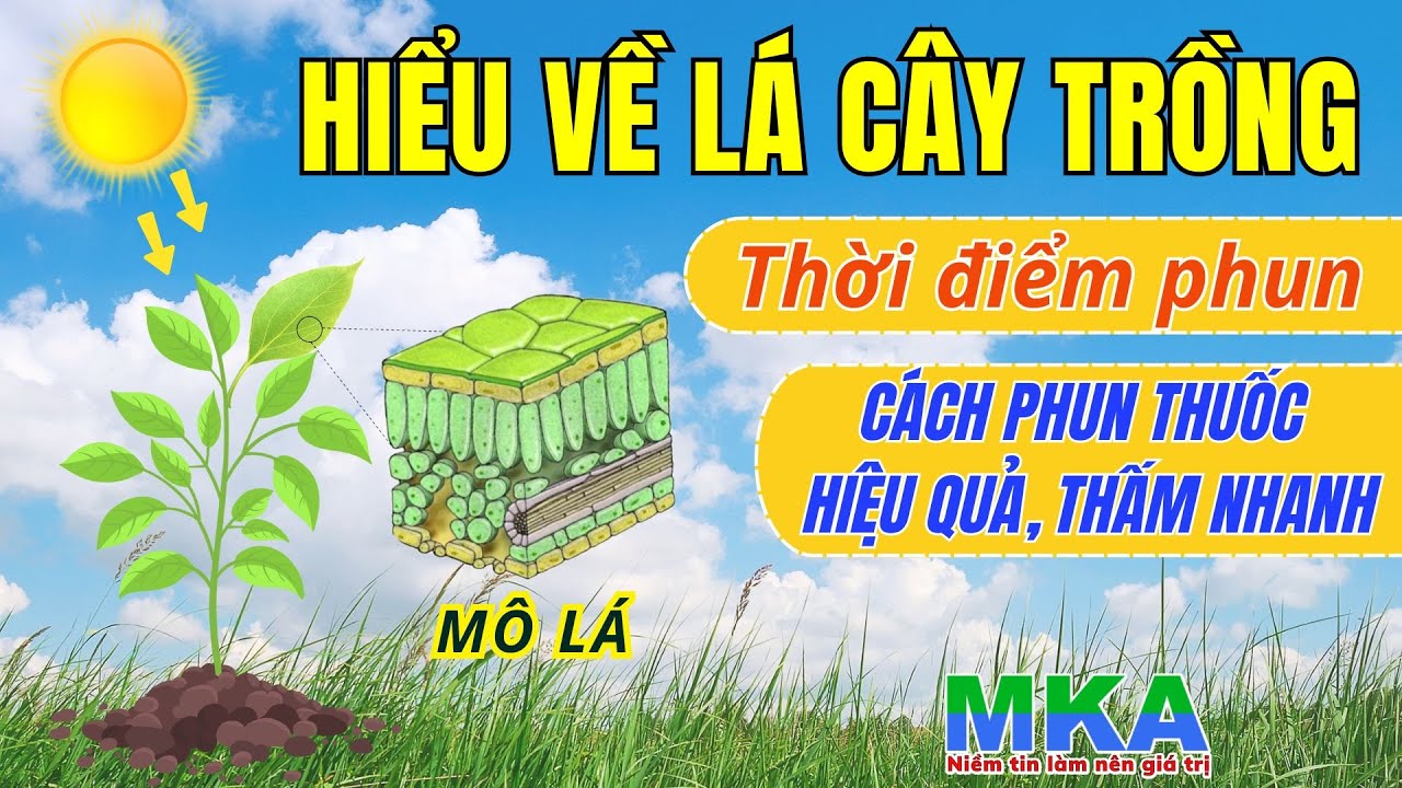 Hiểu về lá cây trồng -Thời điểm, cách sử dụng phân bón qua lá hiệu quả, thấm nhanh,không bị rửa trôi
