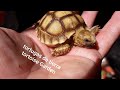 Tortuga sulcata consejos antes de adquirir