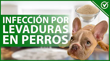 ¿Qué hace que un perro huela a levadura?