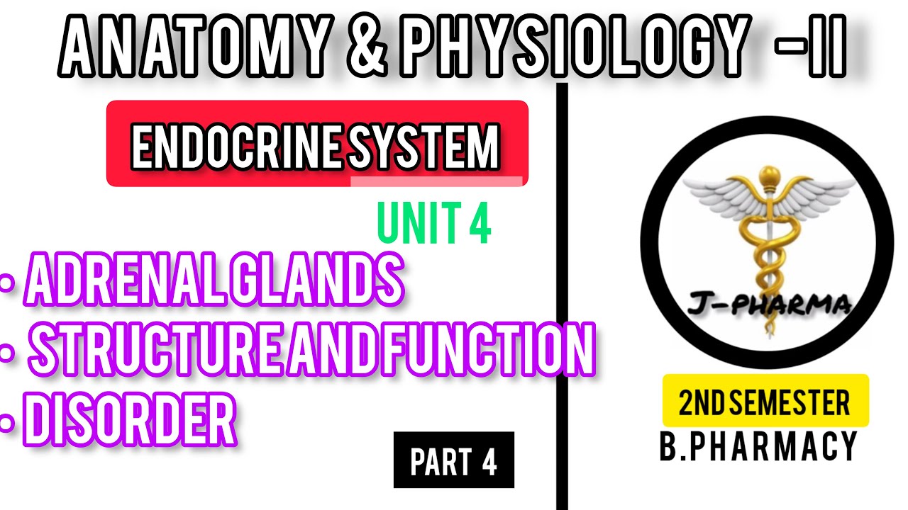 adrenal-gland-in-tamil-endocrine-system-bpharm-2-sem-youtube
