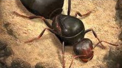 The Ants: UNDERGROUND KINGDOM. GAMEPLAY PART 1 ANDROID FULL TUTORIAL