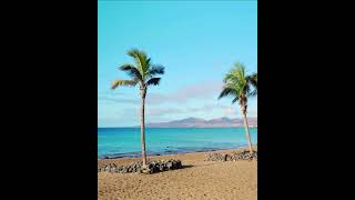 Palm Trees by the Seashore