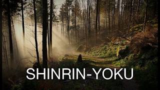 Forest Immersion — 1 Hour Shinrin-Yoku Session, Vol. 4 | Hand Pan & Branch Textures
