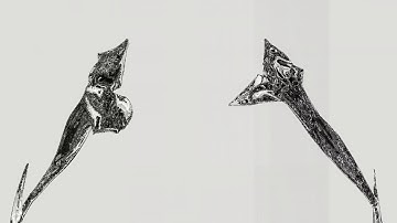 Demo of a fragment shader in Jitter Max MSP