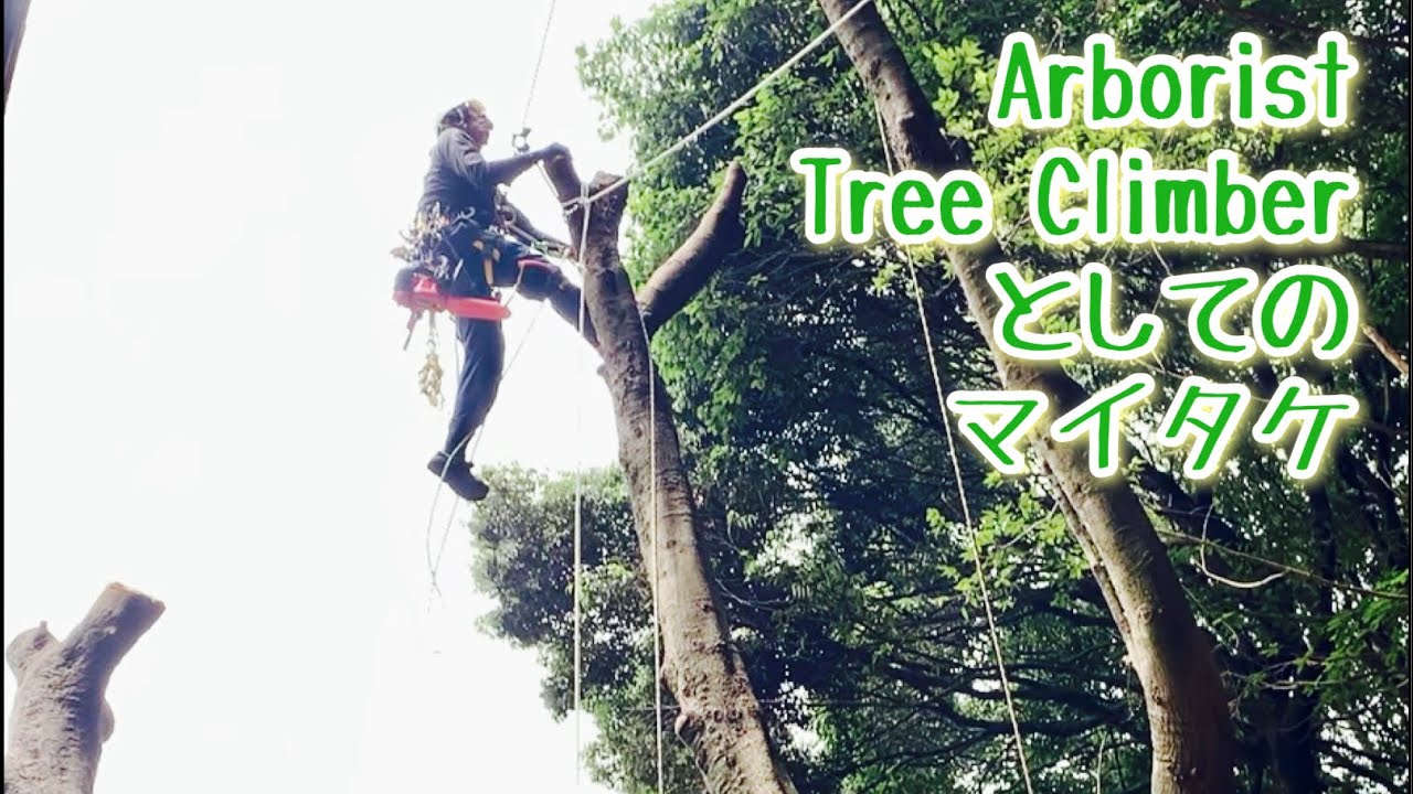 残り1つ Treehogポータラップ アーボリスト ツリークライミング 特殊伐採 maxresdefault.jpg