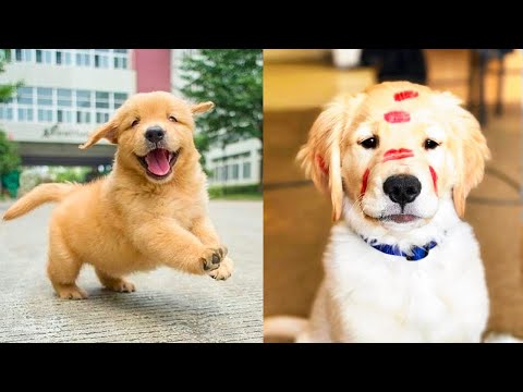 Baby Dogs - Cute and Funny Dog Videos Compilation #60 | Aww Animals