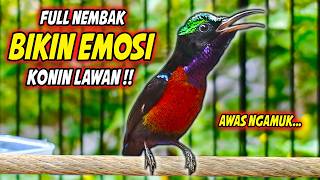 PANCINGAN KONIN FULL NEMBAK ISIAN KASAR MEWAH !! MASTERAN KOLIBRI NINJA AGAR CEPAT GACOR EMOSI