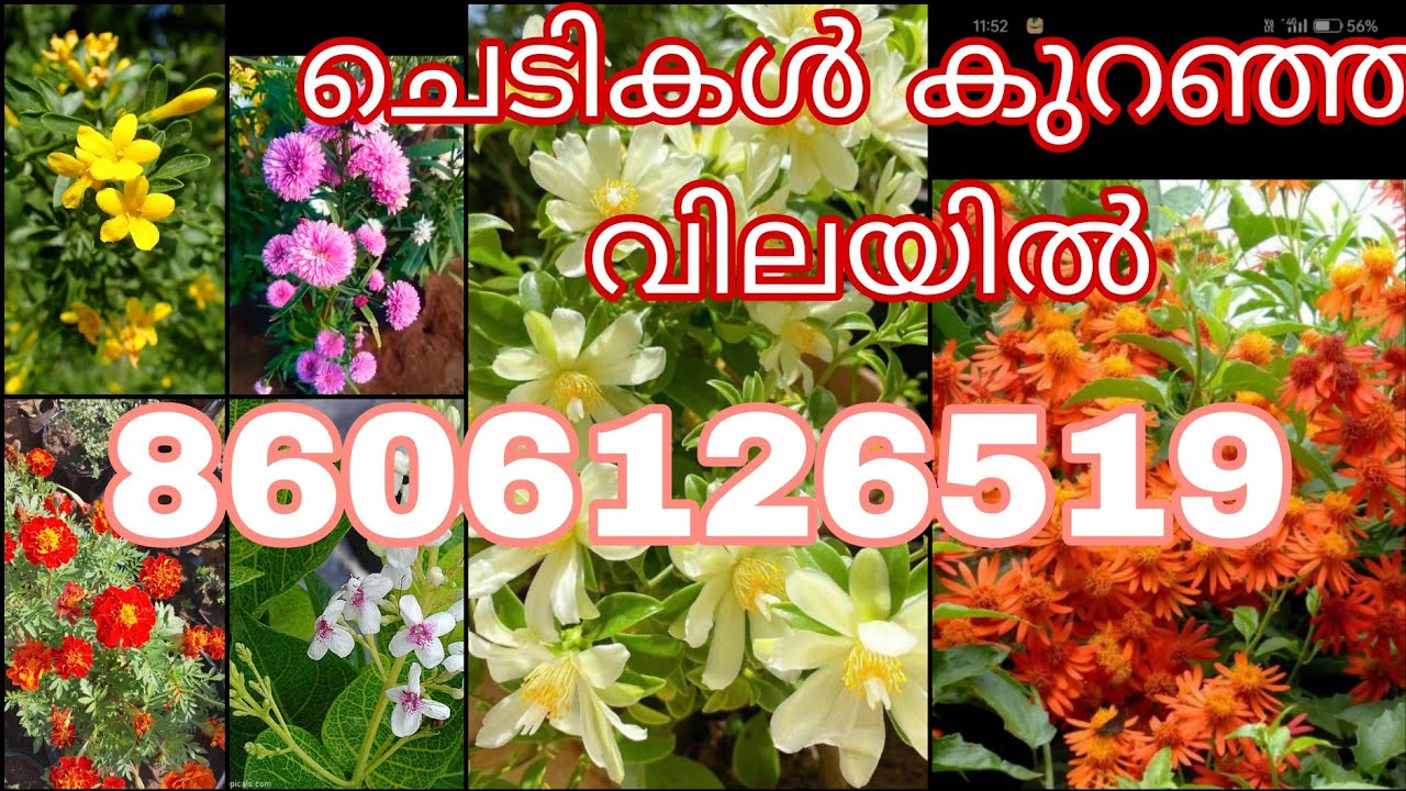 ചെടികൾ കുറഞ്ഞ വിലയിൽ 8606126519