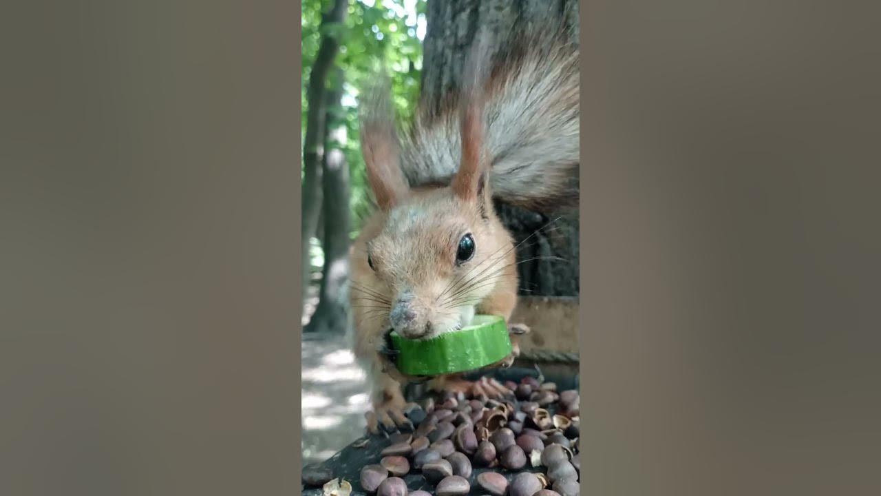 Белка-строитель ест огурчик / Construction squirrel eats a cucumber # ...