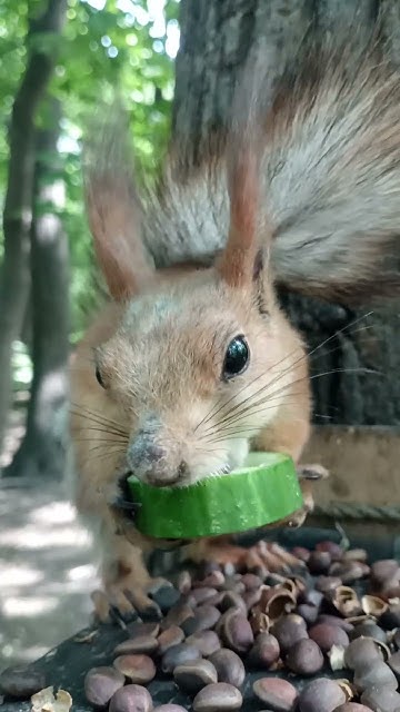 Белка-строитель ест огурчик / Construction squirrel eats a cucumber # ...