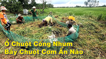 Bao Đám Cỏ Bắt Chuột Phát Hiện Chuột Cống Nhum Khủng Và Cả Bầy Chuột Cơm/Catch The Mouse/NGÃ NĂM TV