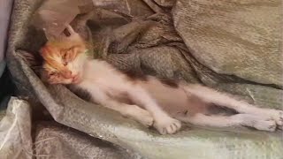 Help! A lone kitten is starving and can't stand up, lying helplessly waiting to die