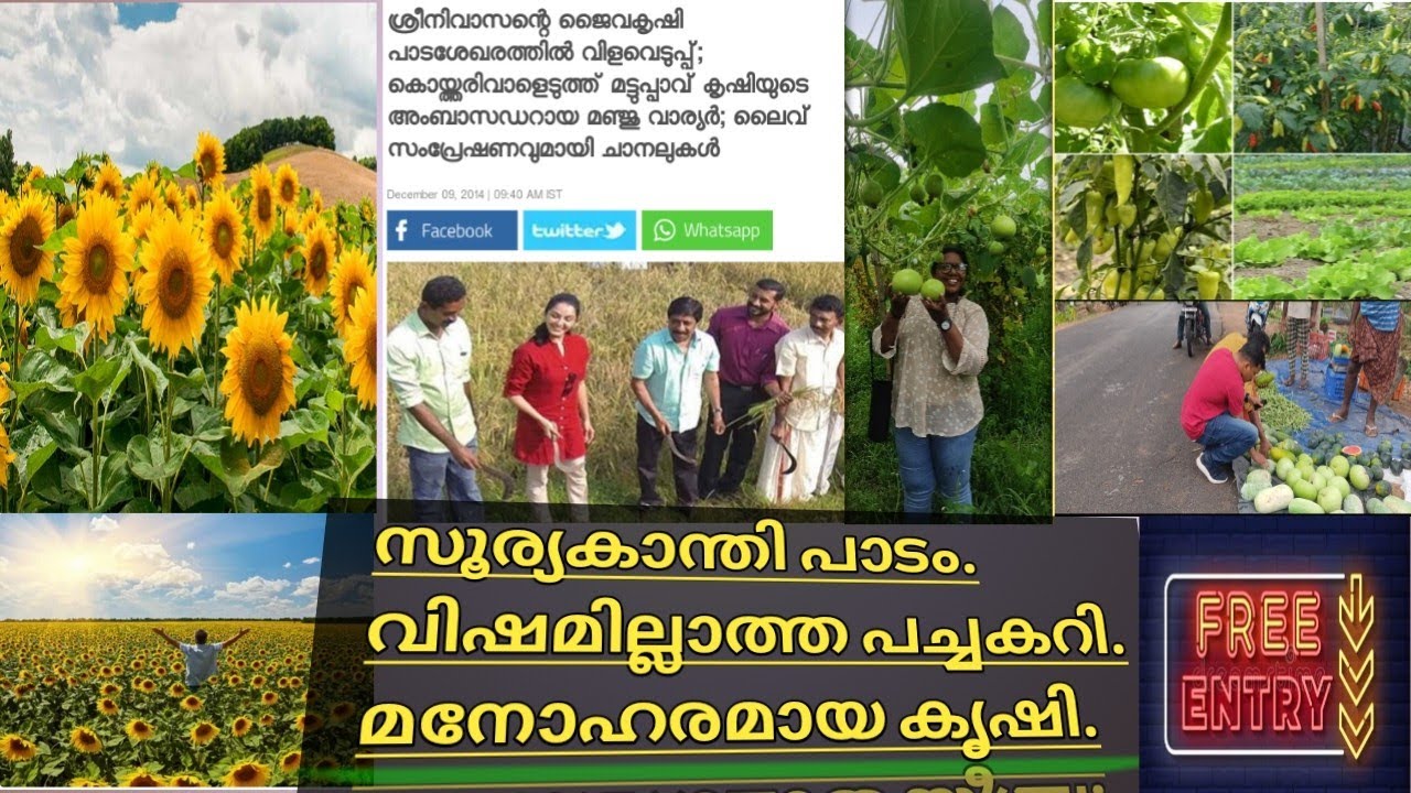 വാങ്ങിക്കാം വിഷമില്ലാത്ത പച്ചകറി/ കാണാംസൂര്യകാന്തിപാടം Agriculture farm Kandanadu Ernakulam