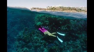 Подводный мир Красного моря, Египет 2017 июнь Подводный мир Красного моря, Египет 2017 июнь