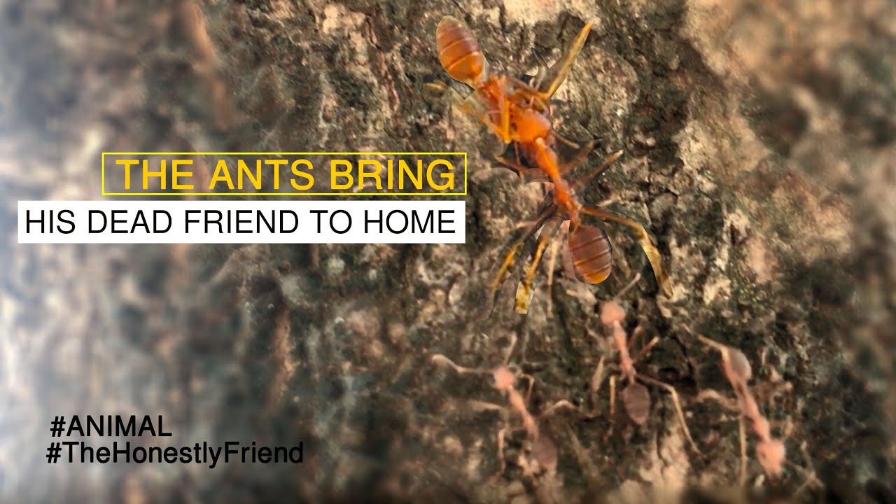 The Ants bring his dead friend to home AntsCambodia Ep 01 YouTube