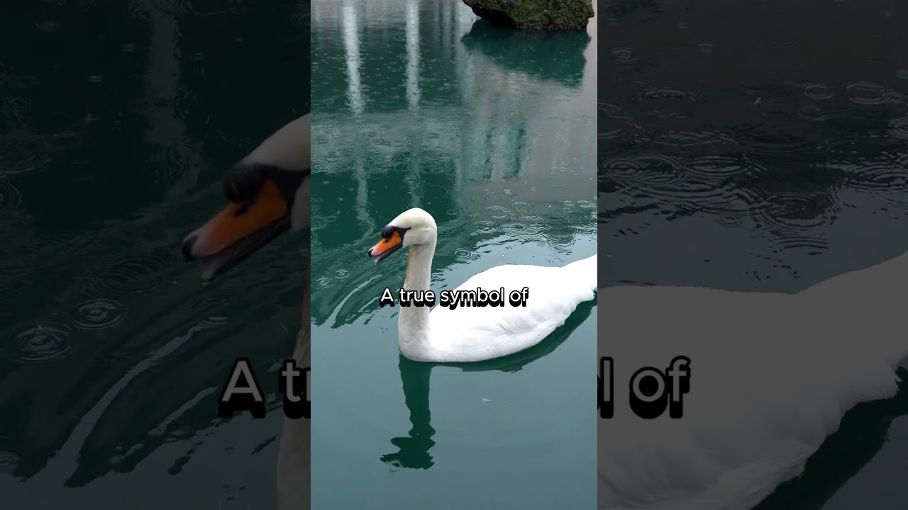 🦢 Swans Choose One Partner for Life ❤️ A True Love Story 