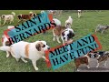 Saint Bernard walk | featuring other breeds and some large Saints