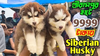 9999 টাকায় Siberian Husky কিনুন। Dog Market Serampore। Serampore Pet Market New Video।