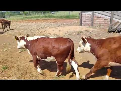 LOTE A01 - 37 NOVILHAS - PESO MÉDIO 270 KG - FAZENDA GRAJAÚ