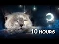 10 hours  relaxing lullaby for cat and kitten with cat purring sounds cat music