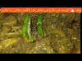 DESI KITCHEN #chicken korma#chicken recipe#chicken salan#easyrecipe