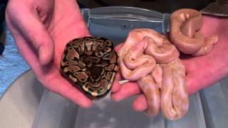 2011 Ball Pythons Net Worth