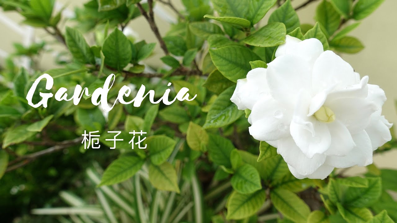 栀子花 Gardenia Youtube