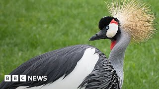 Ugandas National Symbol Under Threat Of Extinction - Bbc News