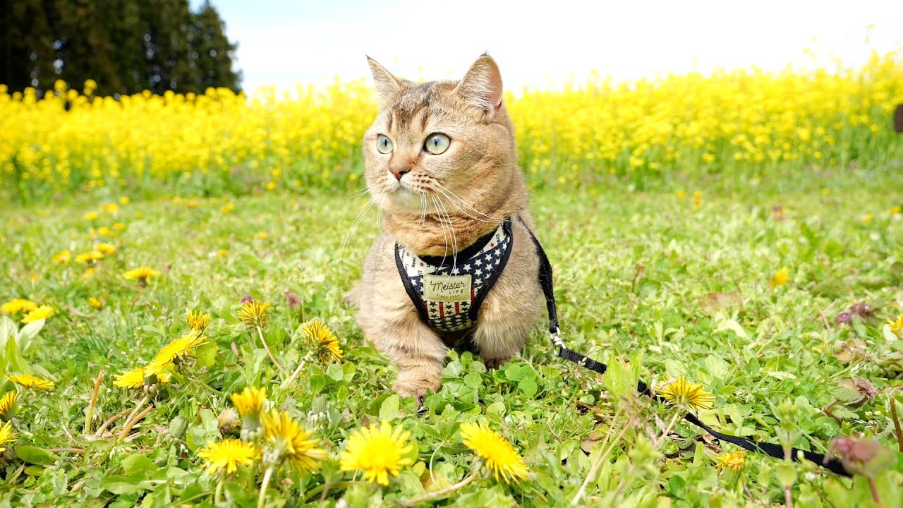 I went on a picnic with kitten Kiki to a field of rape blossoms!