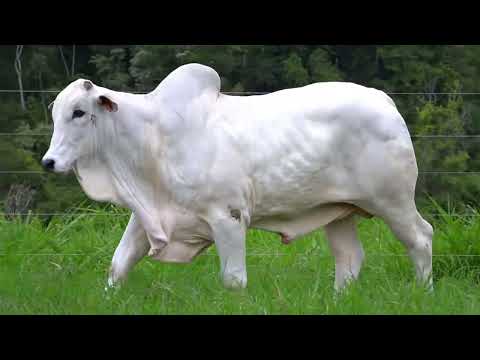 Lote 77   Leilão Virtual Especial Bonsucesso