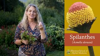 Spilanthes: Meet the Tingly Toothache Plant That Makes You Drool