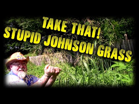 Video: Johnson Grass Control: come sbarazzarsi di Johnson Grass