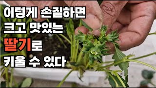 이렇게 손질하면 크고 맛있는 딸기로 키울수 있다