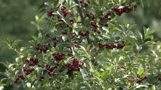 Oblačinska Višnja Jedne Zadruge