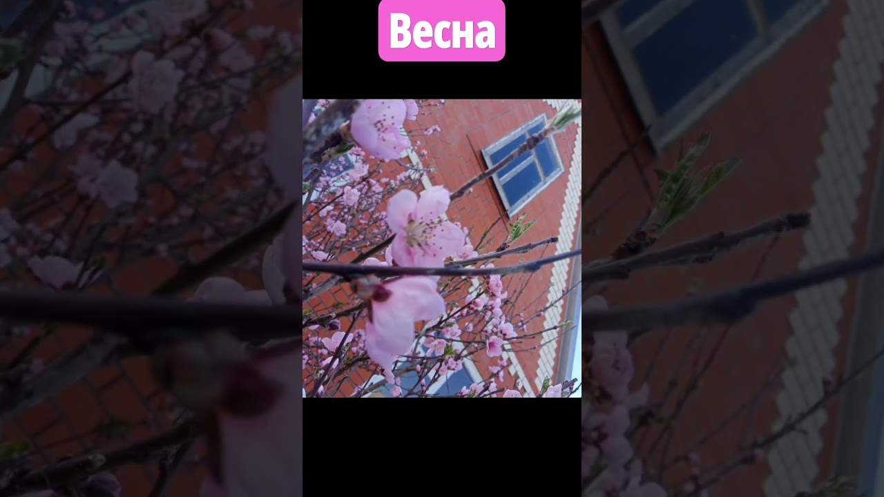 ВЕСНА,ВЕСНА ,ЦВЕТУТ ЦВЕТЫ 